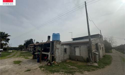 Magazzino con ampio terreno e uliveto con 54 piante